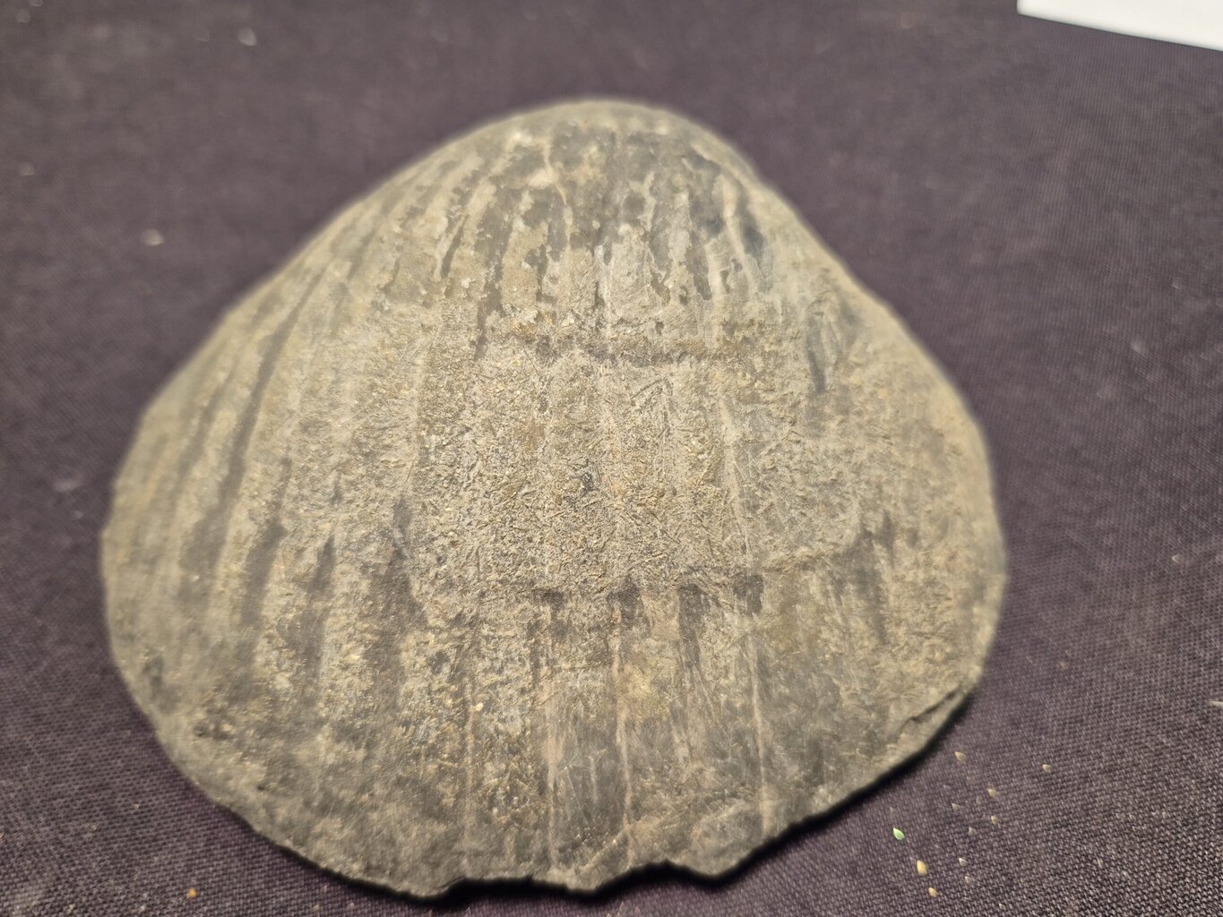 Pseudopecten benedictus