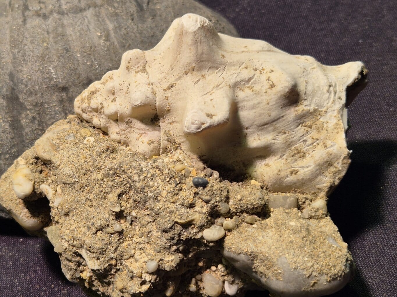 Strombus bubonius – Image 3