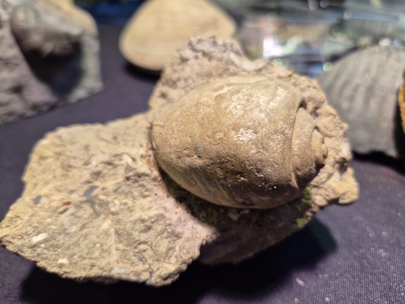 Natica Pliocène – Image 3