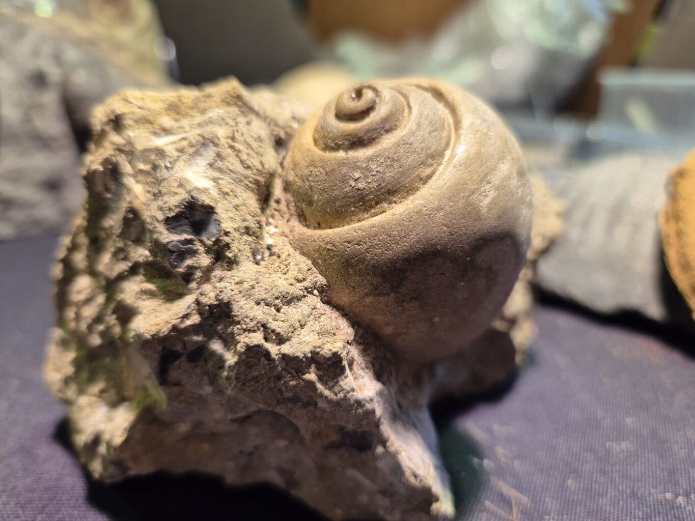 Natica Pliocène – Image 2