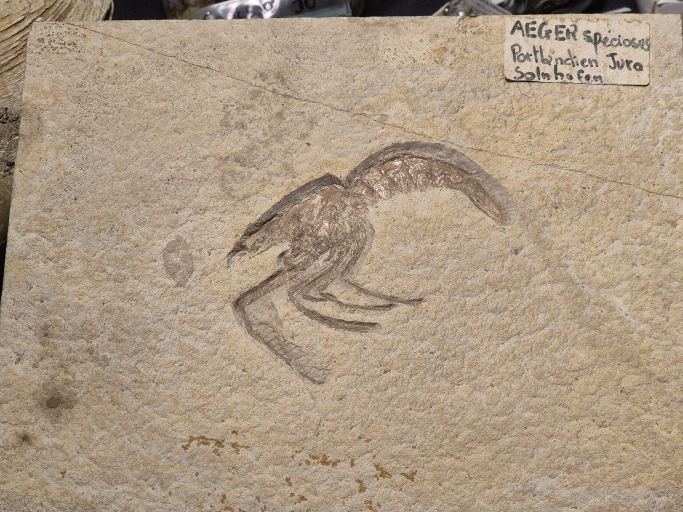 Aeger speciosus