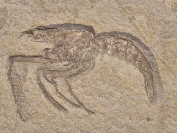 Aeger speciosus