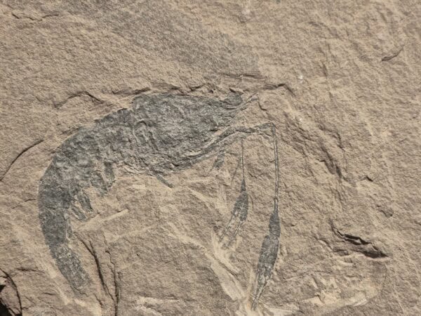 Paleodosa longipes Trias