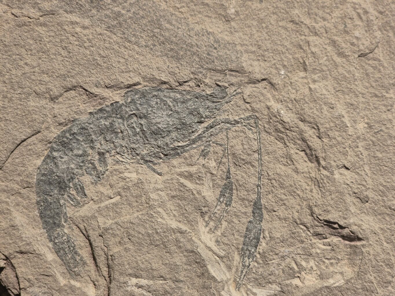Paleodosa longipes Trias