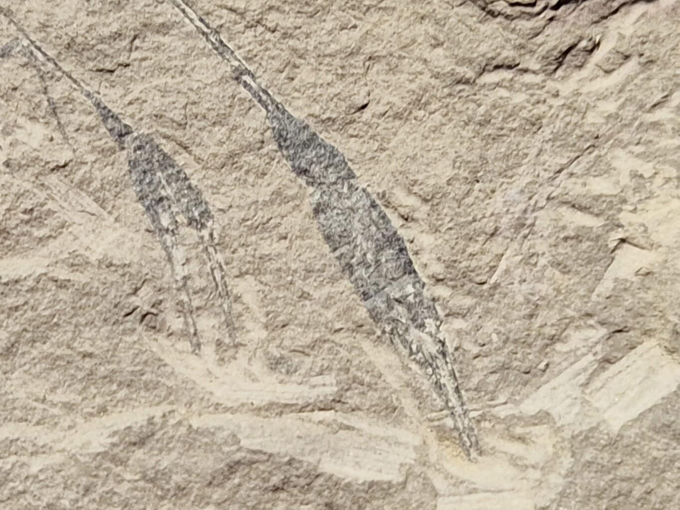 Paleodosa longipes Trias