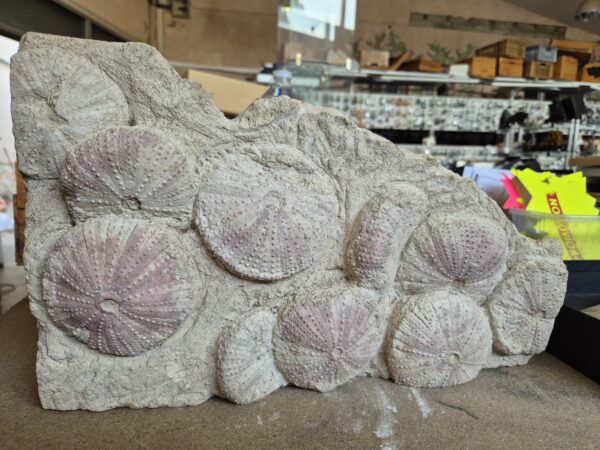 Tripneustes du Miocène