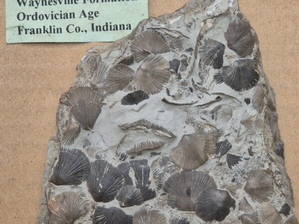 Brachiopode Cincinnetina meeki