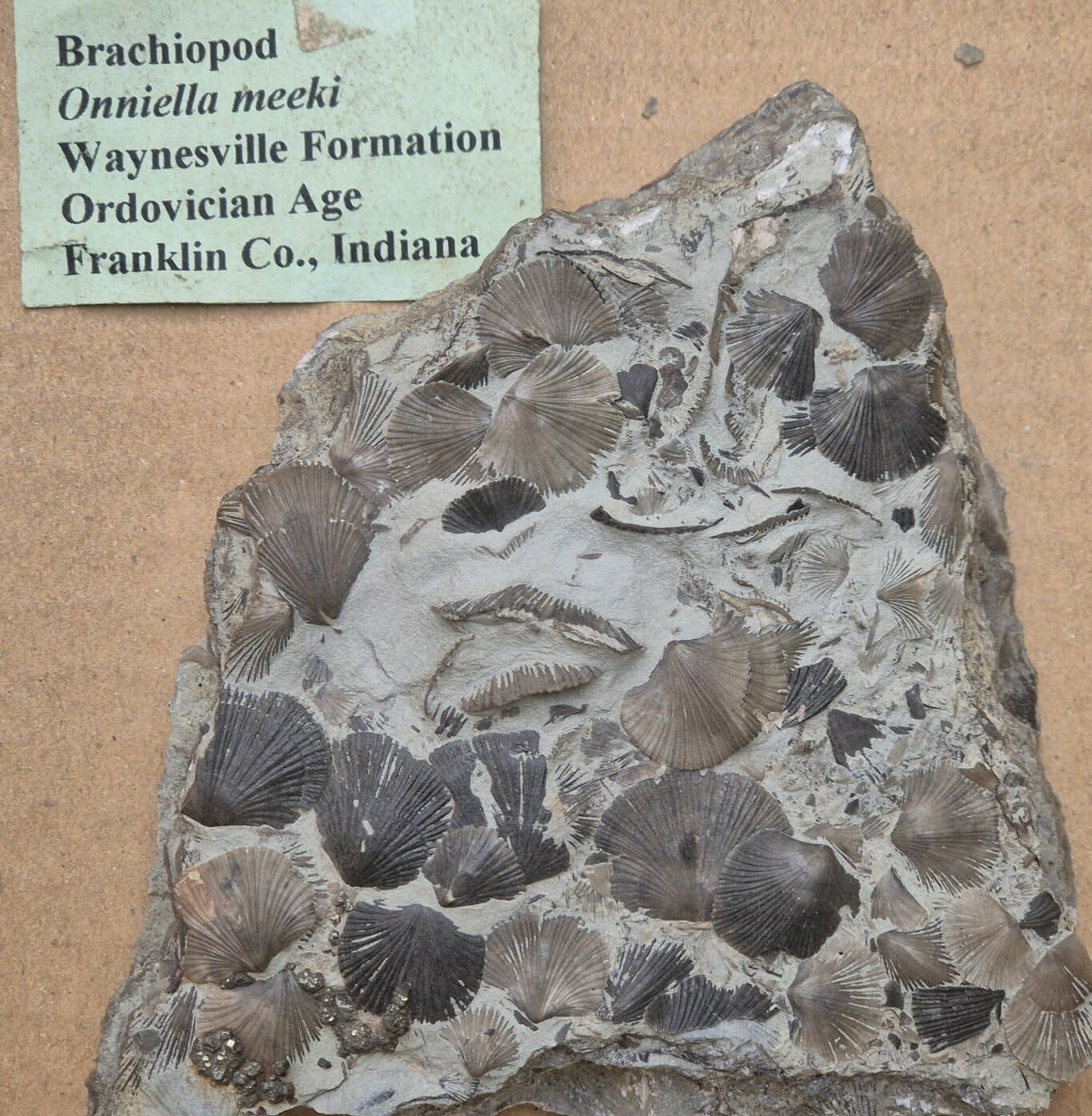 Brachiopode Cincinnetina meeki