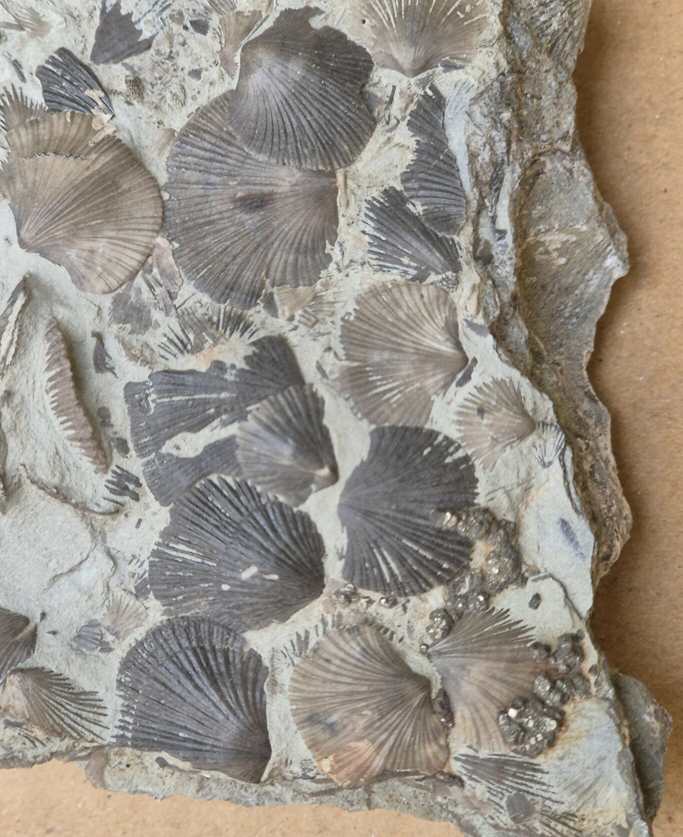 Brachiopode Cincinnetina meeki