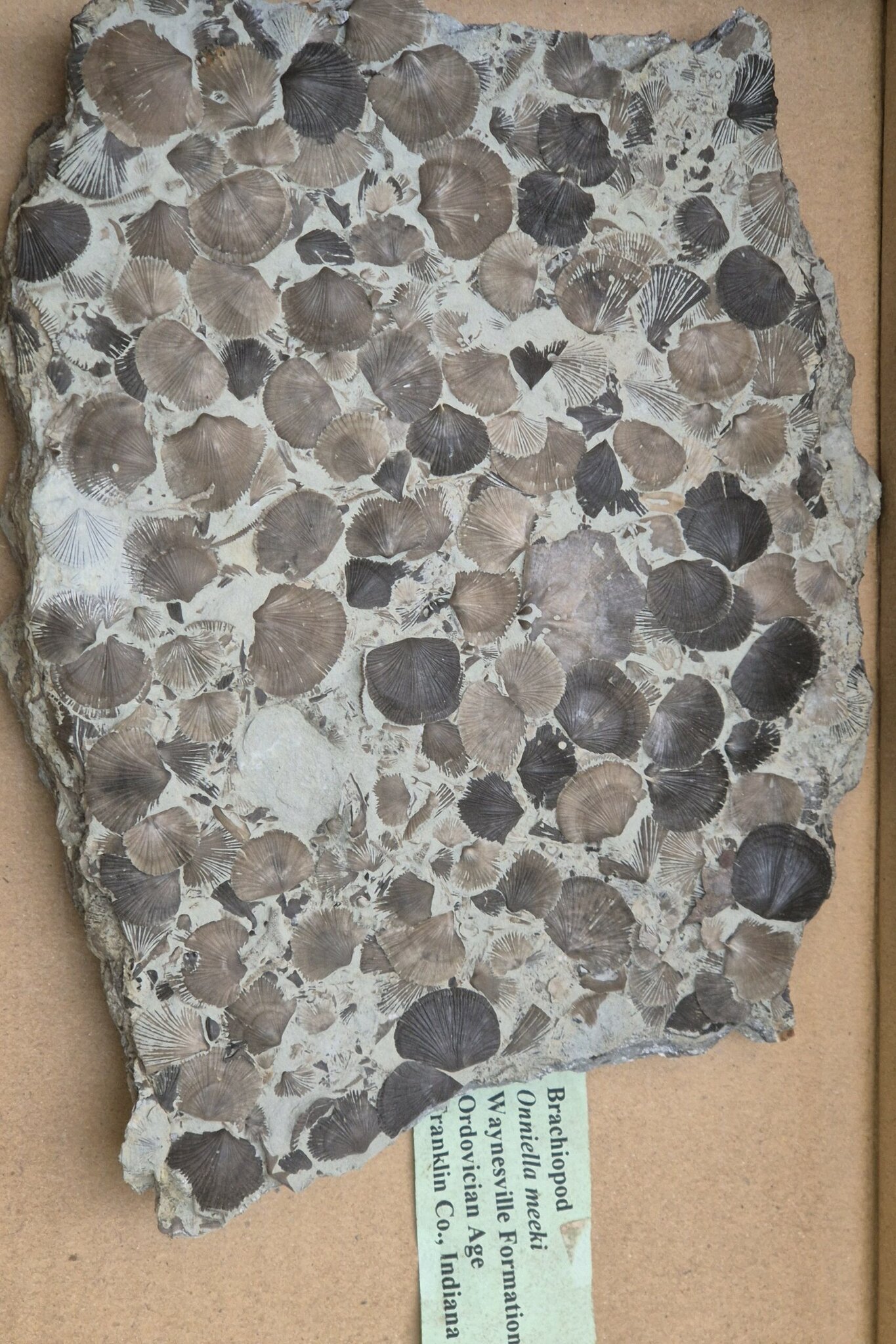 Brachiopode Ordovicien USA