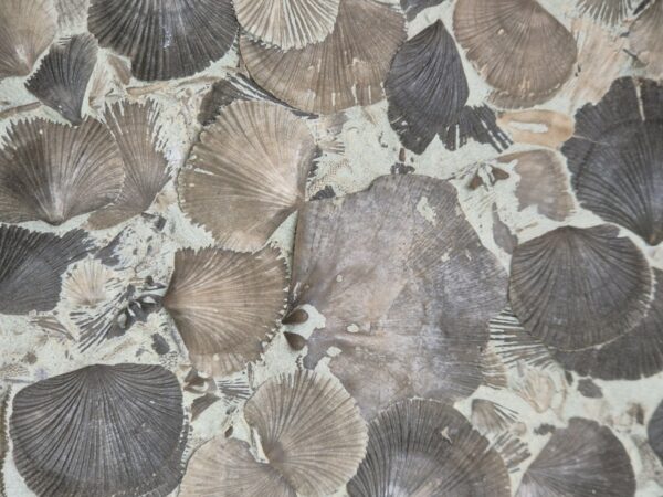 Brachiopode Ordovicien USA