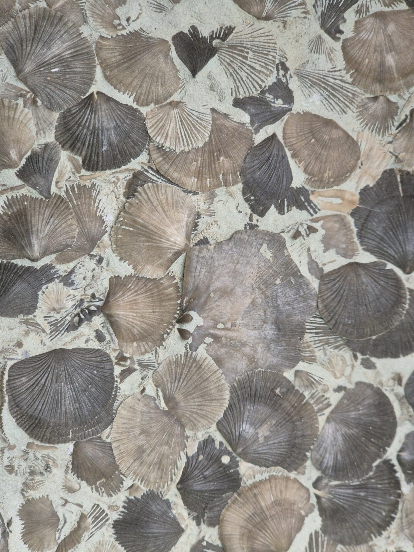 Brachiopode Ordovicien USA