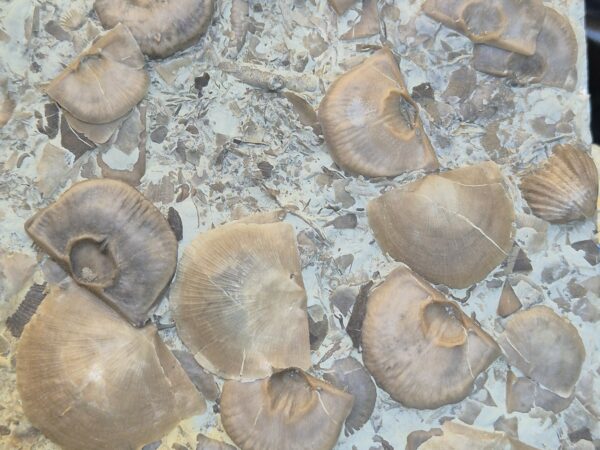 Brachiopode Strophomena