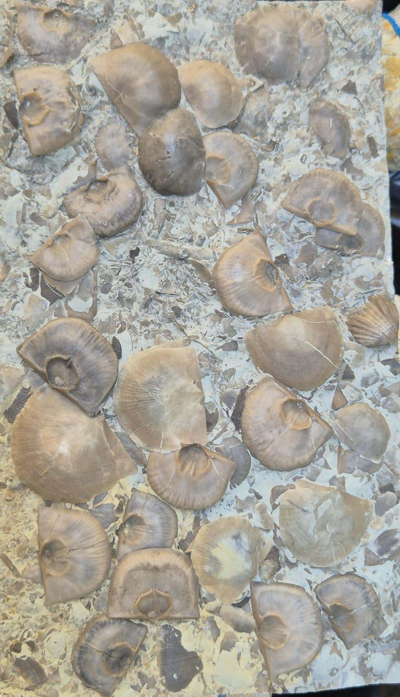 Brachiopode Strophomena