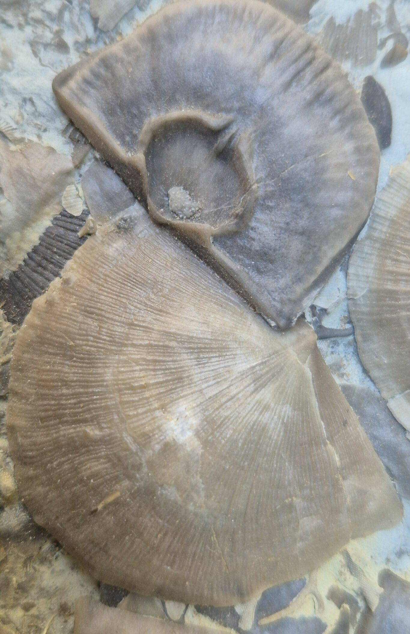 Brachiopode Strophomena