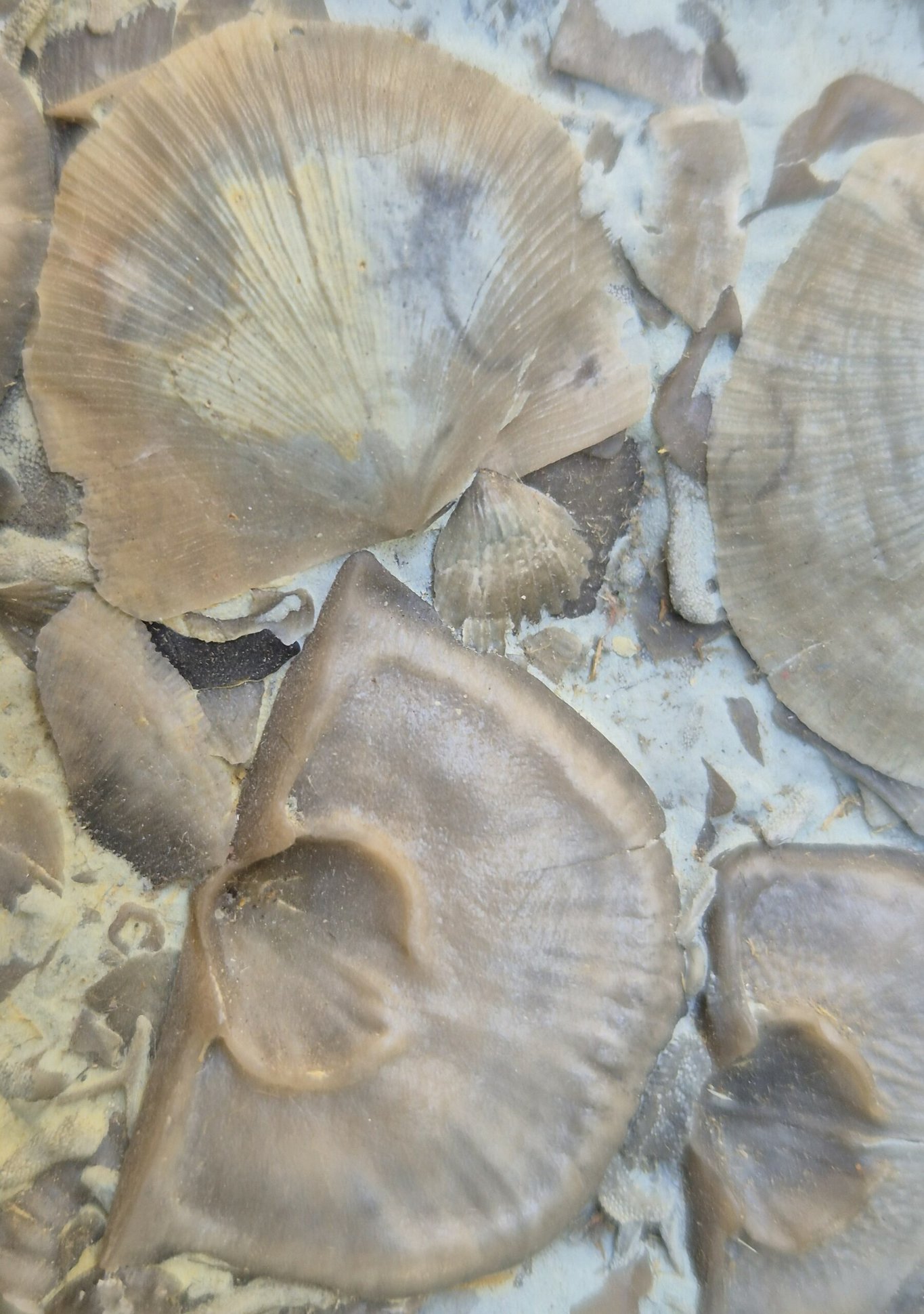 Brachiopode Strophomena – Image 3