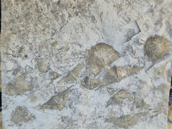 Brachiopode Tetraphalerella