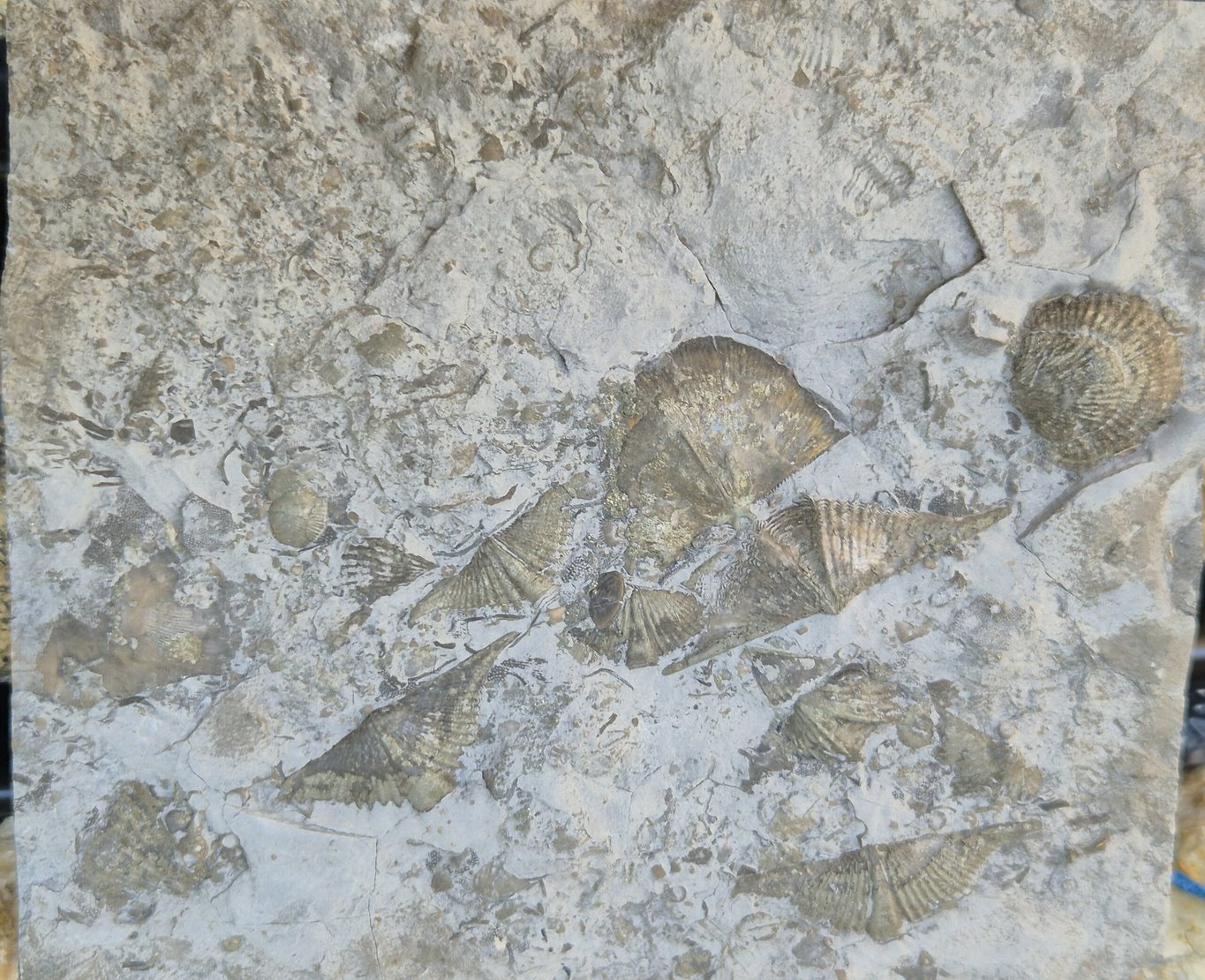 Brachiopode Tetraphalerella