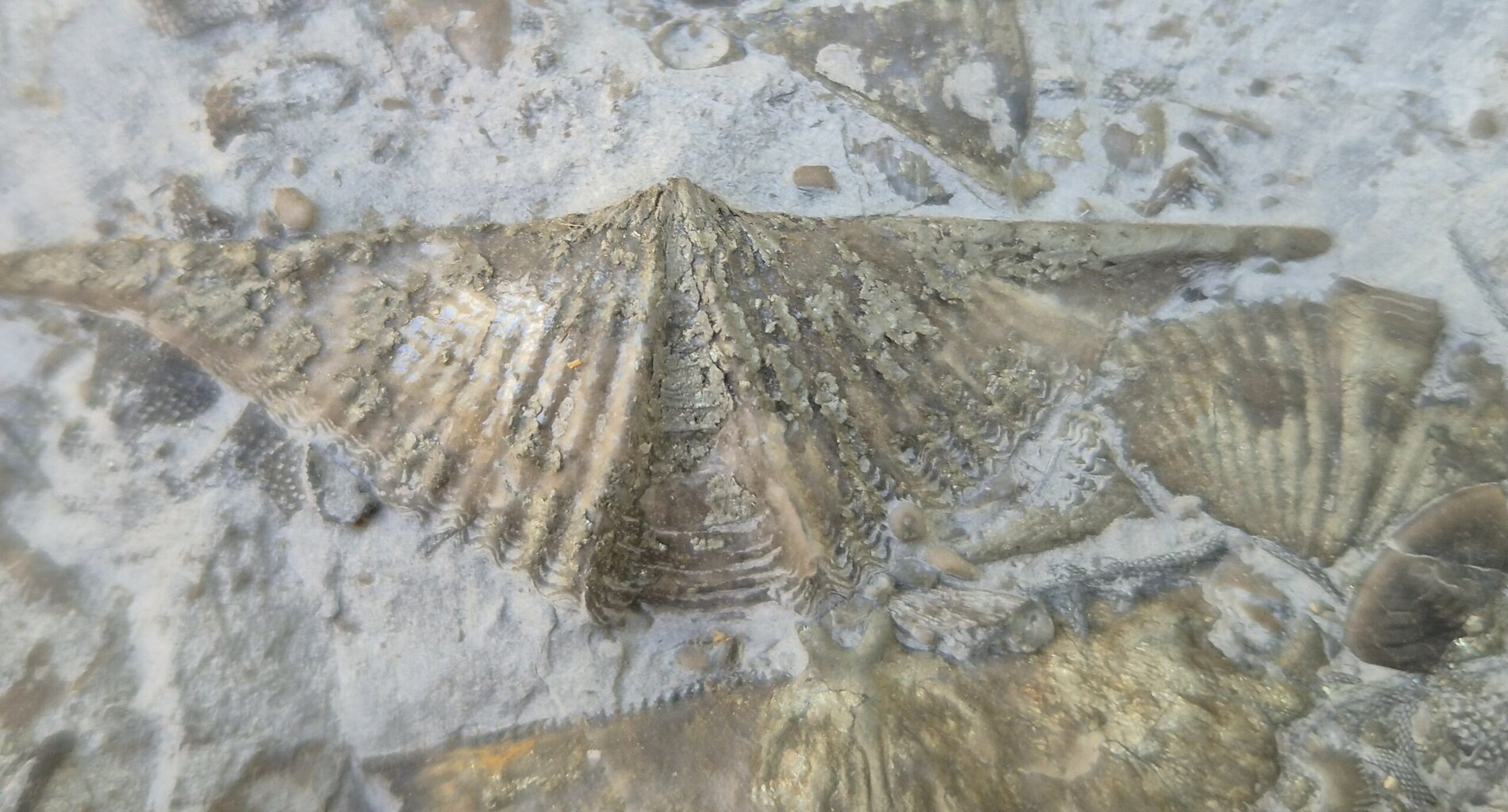 Brachiopode Tetraphalerella – Image 3