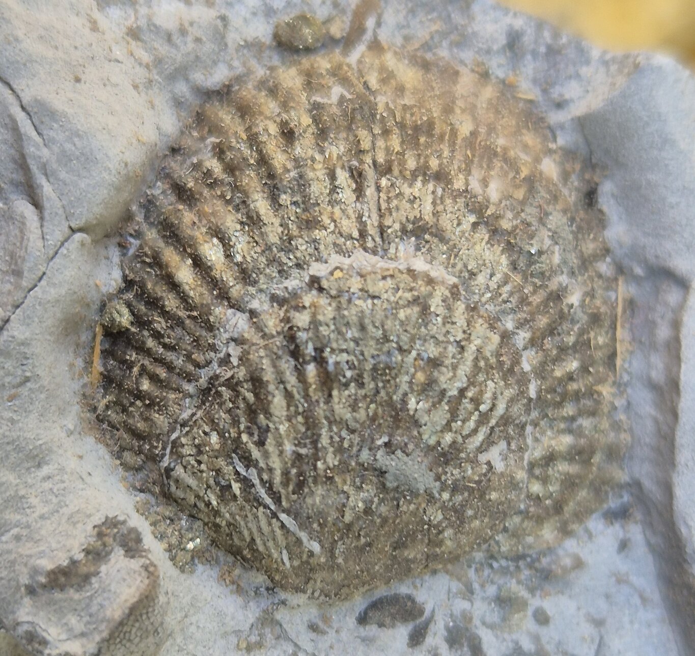 Brachiopode Tetraphalerella – Image 4