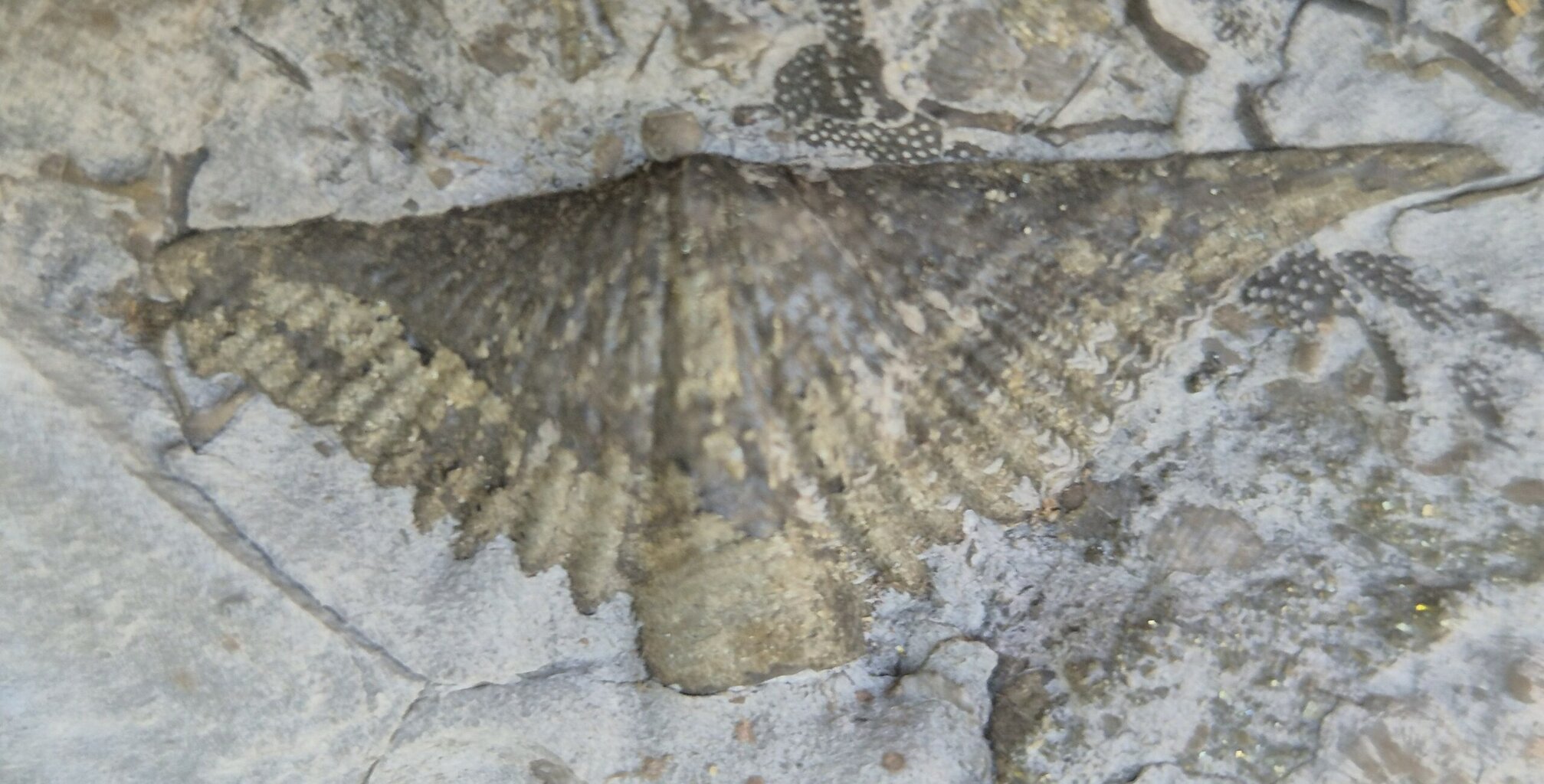 Brachiopode Tetraphalerella – Image 2