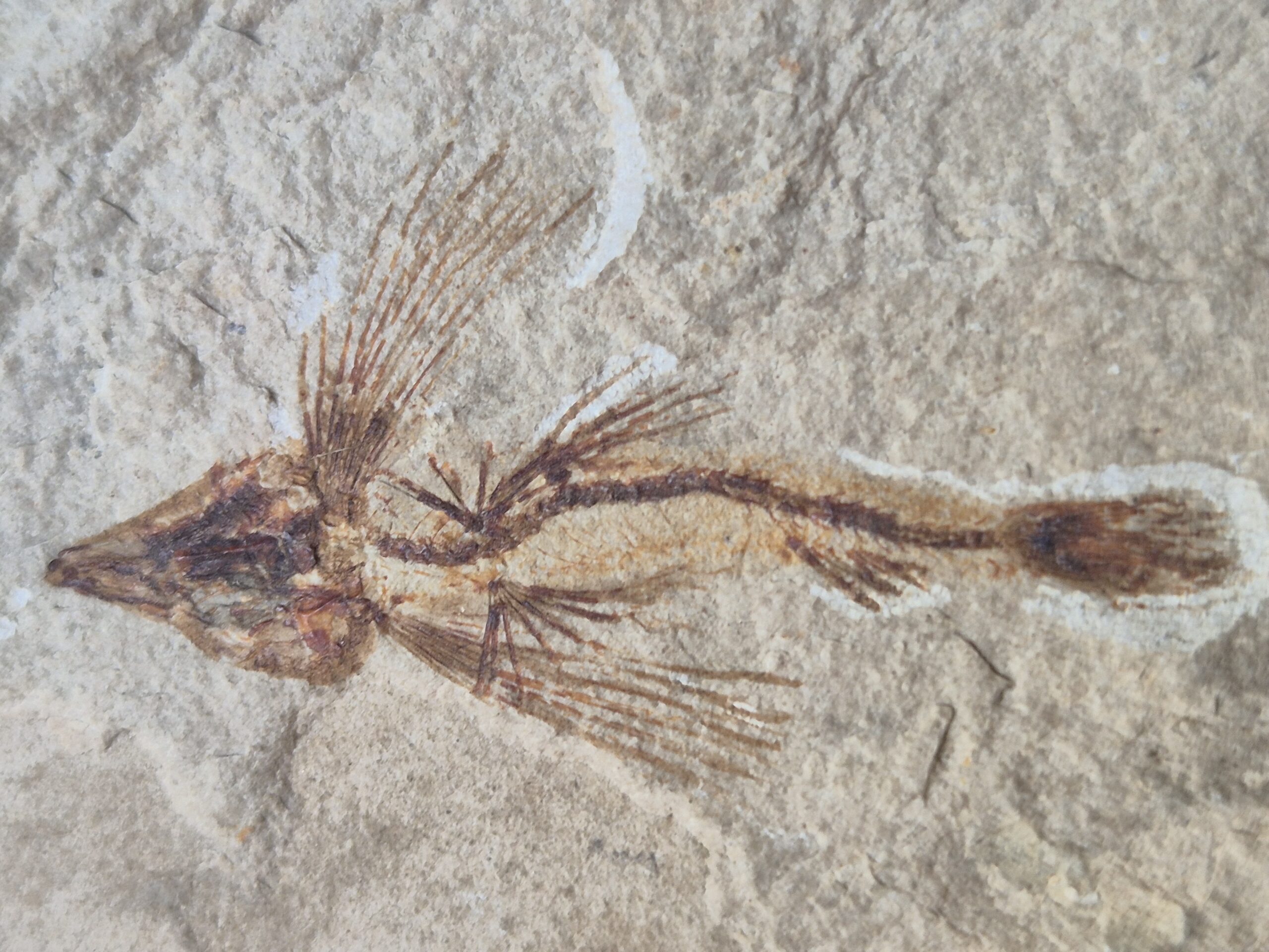 Poisson volant Cénomanien