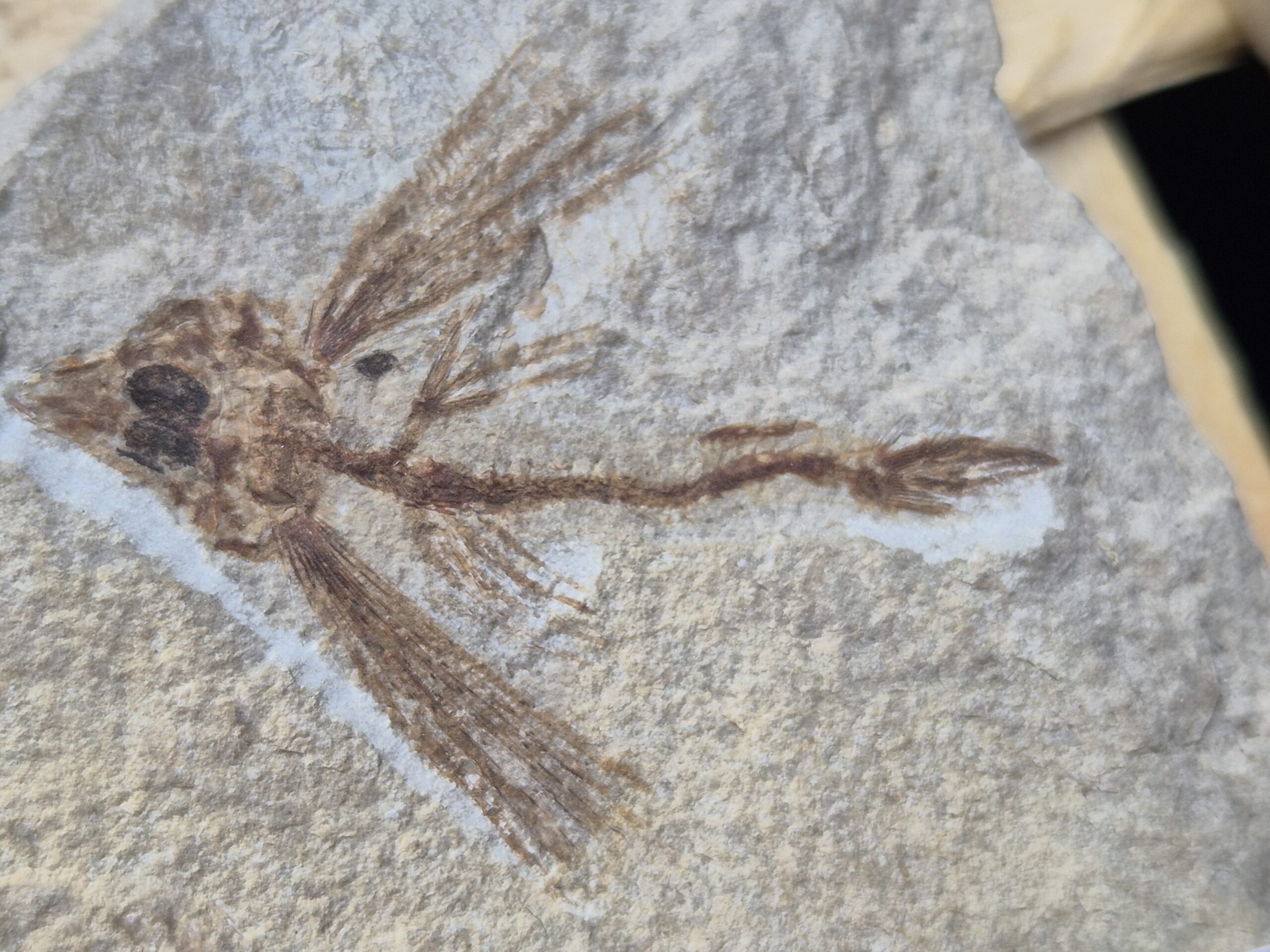 Poisson volant Liban