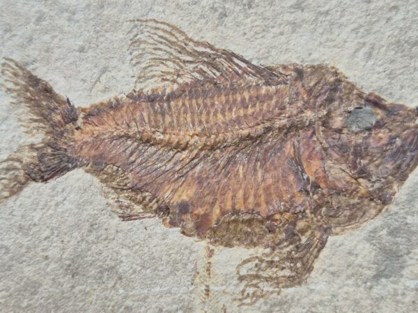 Ctenothrissa vexillifer