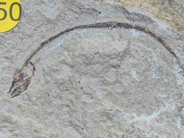  Anguille Abisaadia Hakelensis