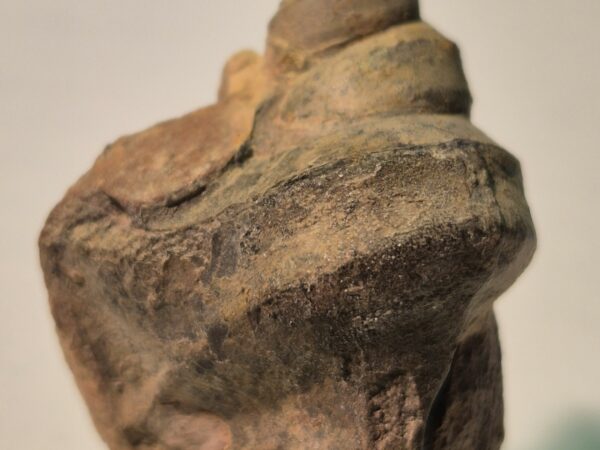 Aporrhais Albien Colombie