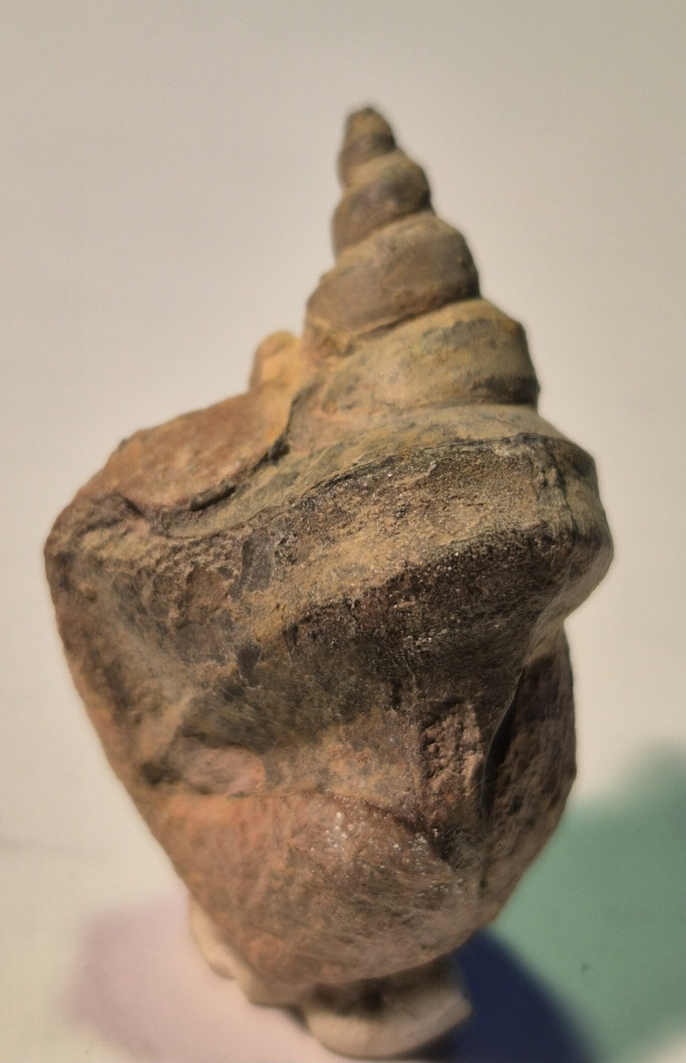 Aporrhais Albien Colombie