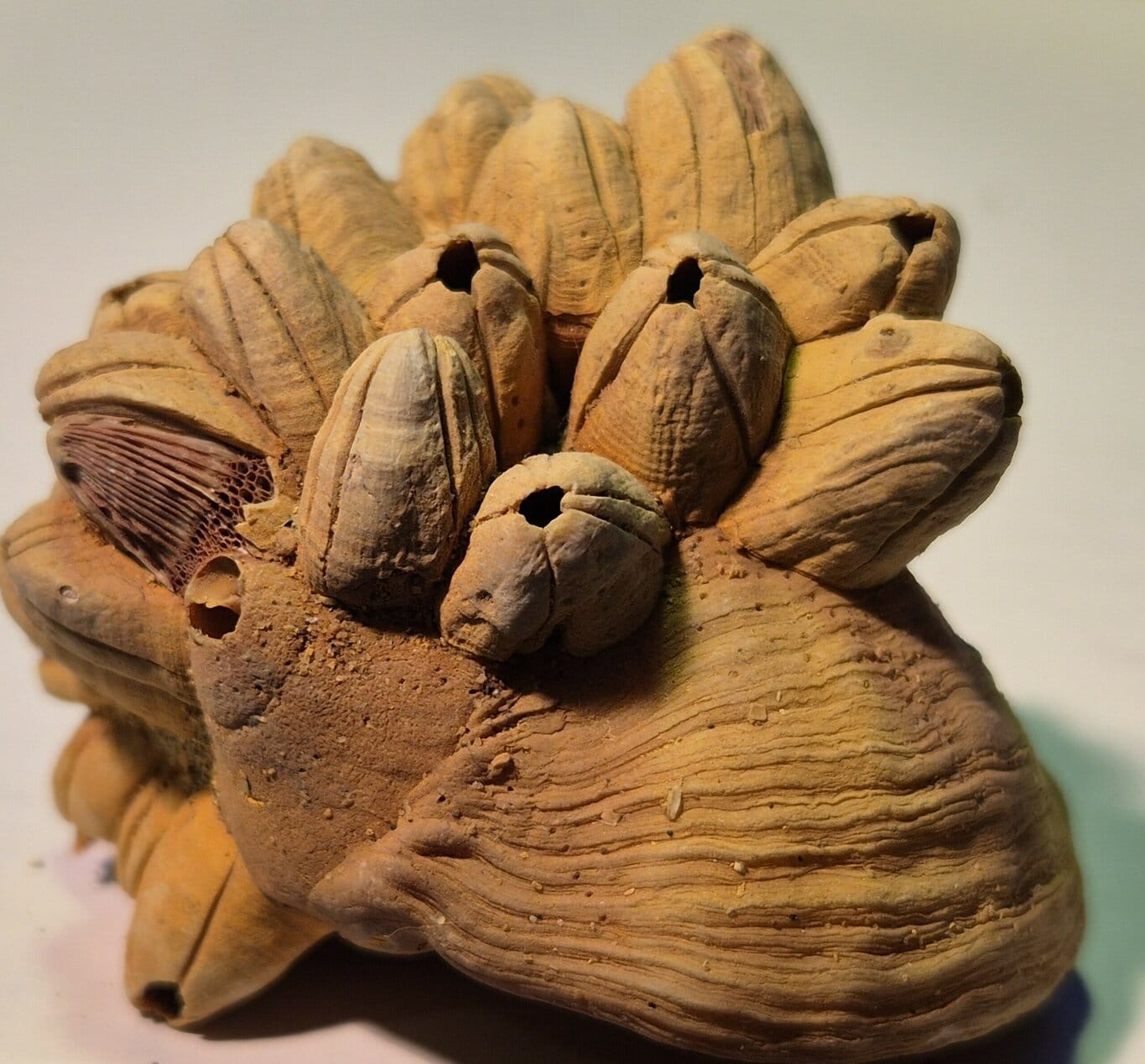 Balanes Pléistocène