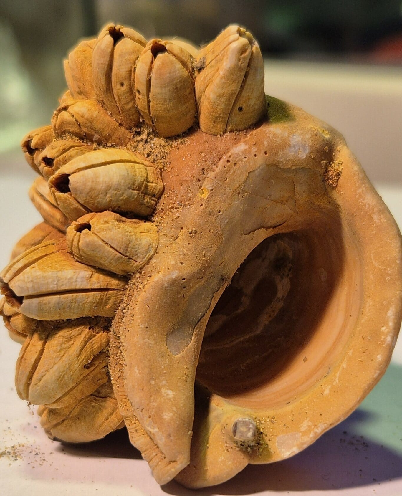 Balanes Pléistocène – Image 2