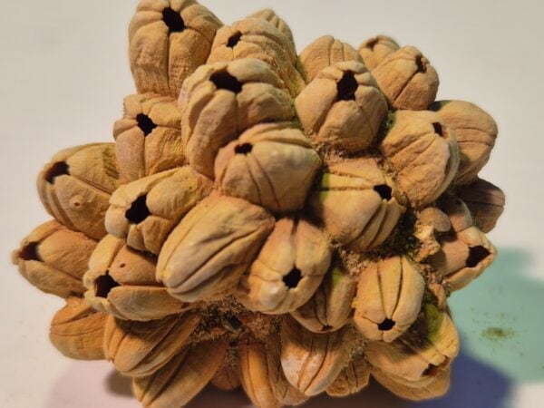 Balanes Pléistocène