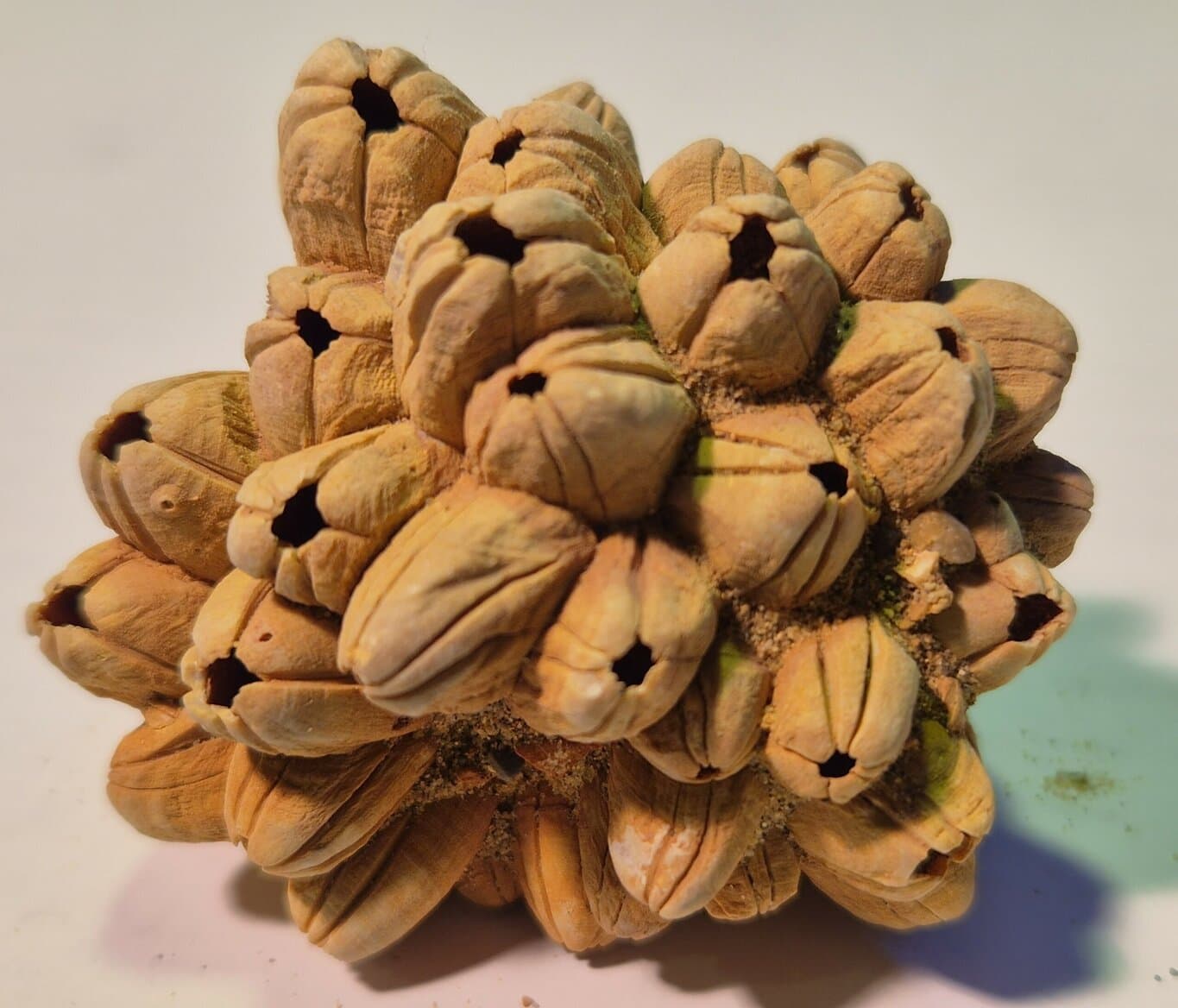 Balanes Pléistocène