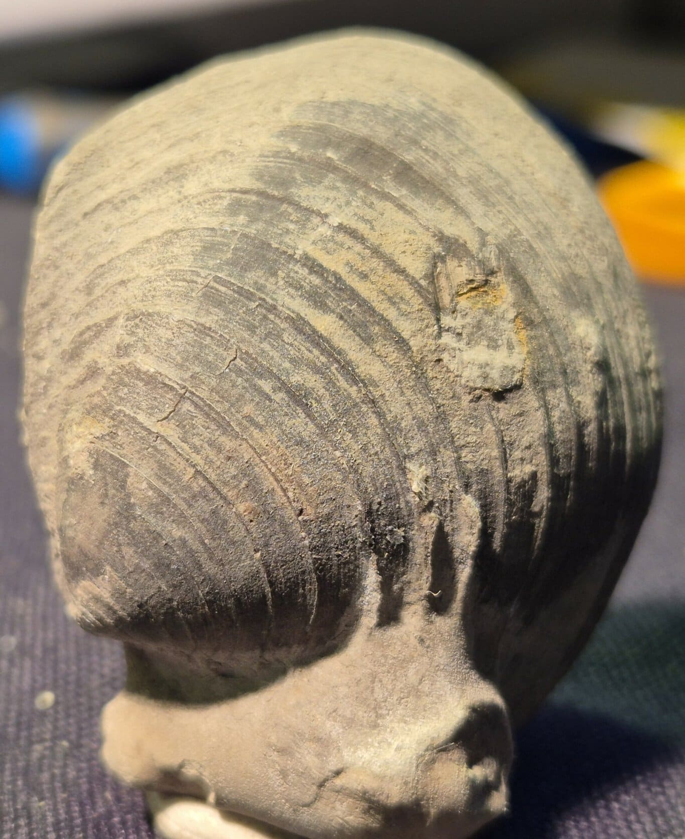 Bivalve Oxfordien Drôme