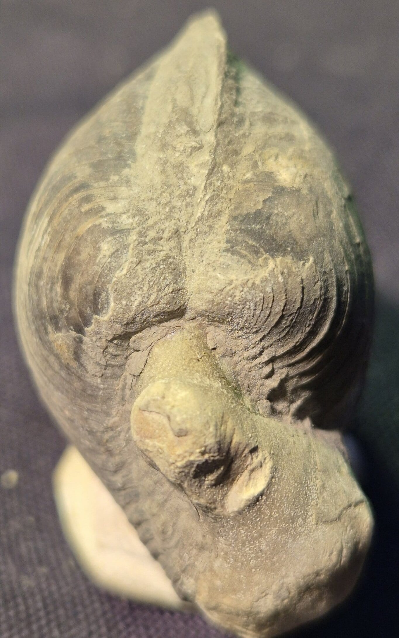 Bivalve Oxfordien Drôme