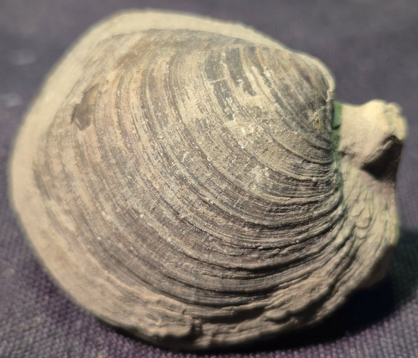 Bivalve Oxfordien Drôme