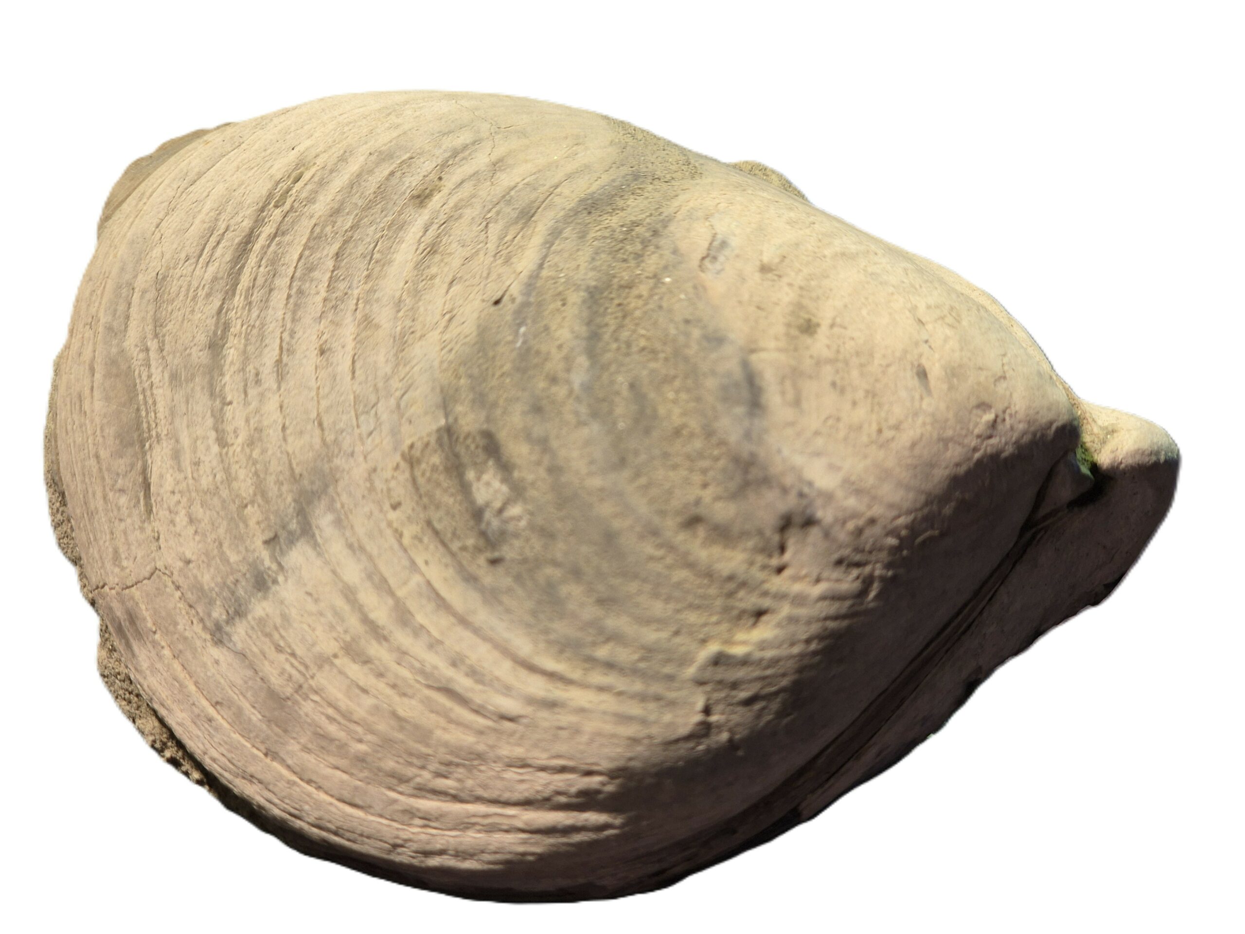 Inoceram du Nummulithique