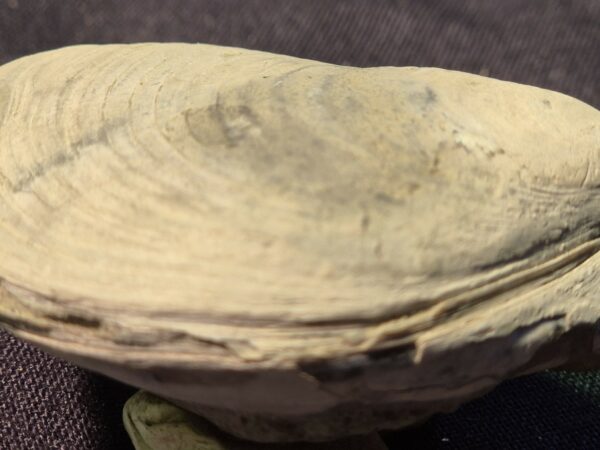 Inoceram du Tertiaire