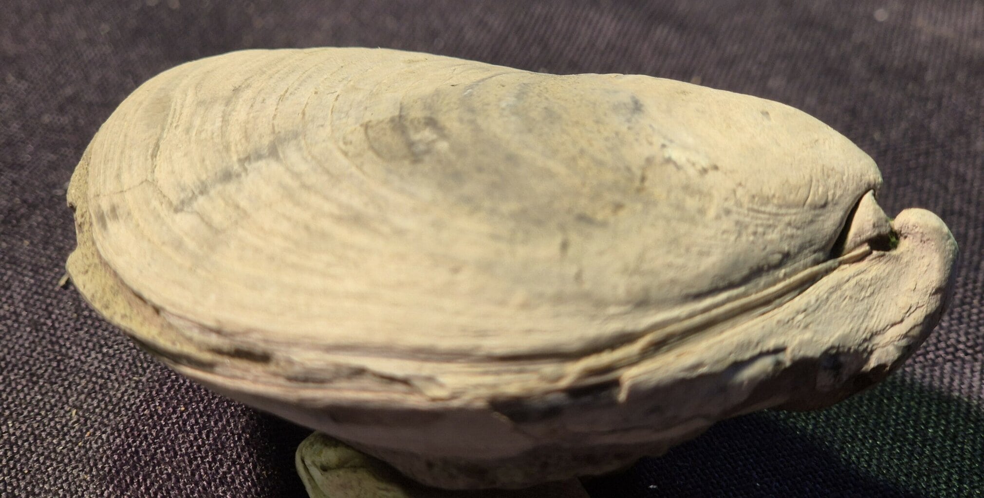 Inoceram du Tertiaire