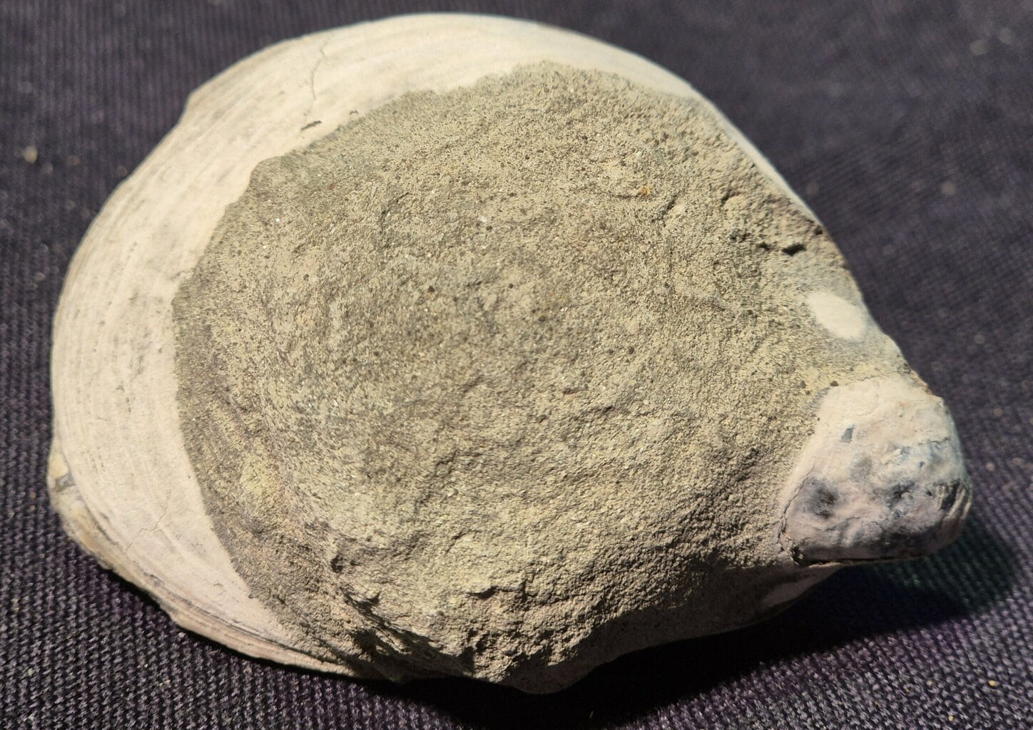 Inoceram du Nummulithique