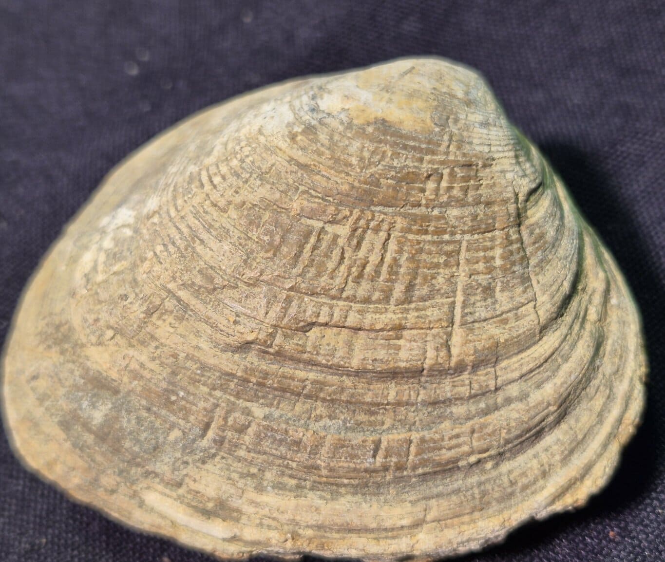 Bivalve Pérou