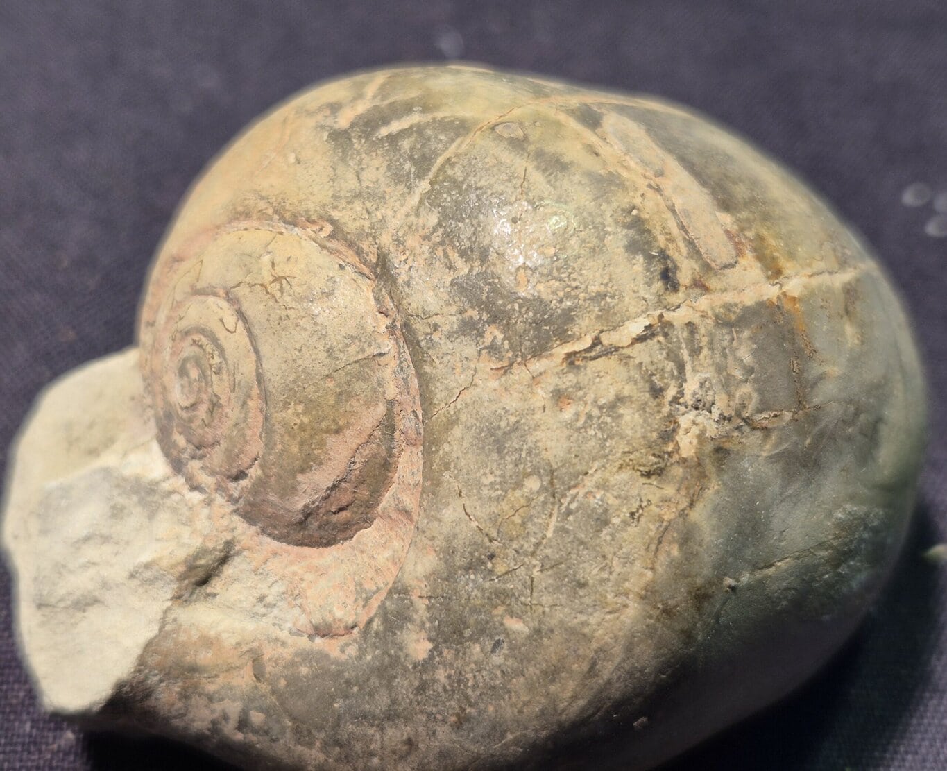 Porcelaine Cypraeiodea