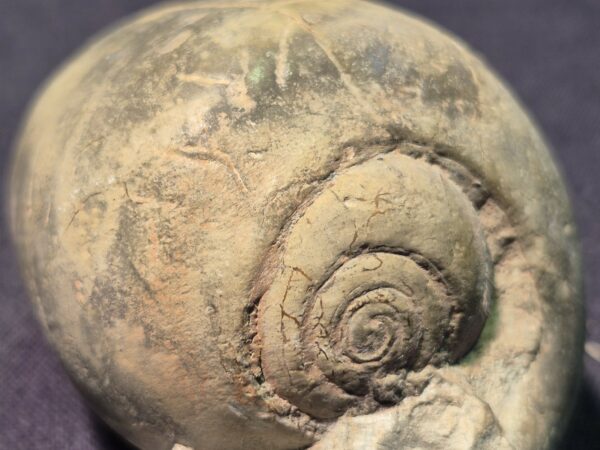 Porcelaine Cypraeiodea