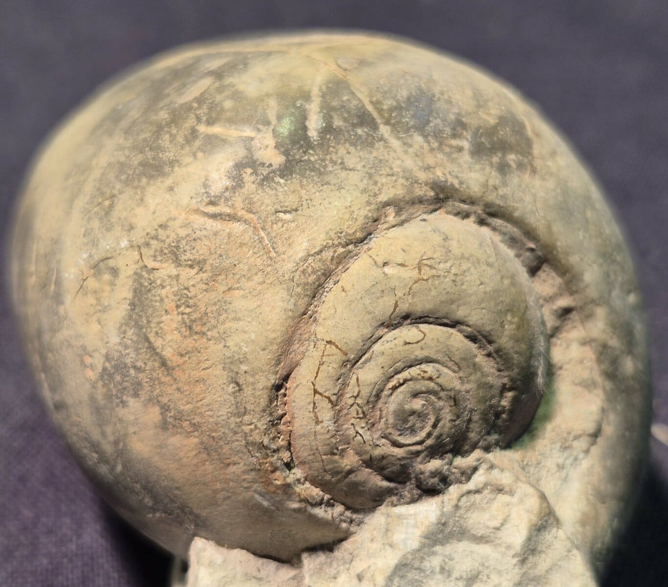 Porcelaine Cypraeiodea