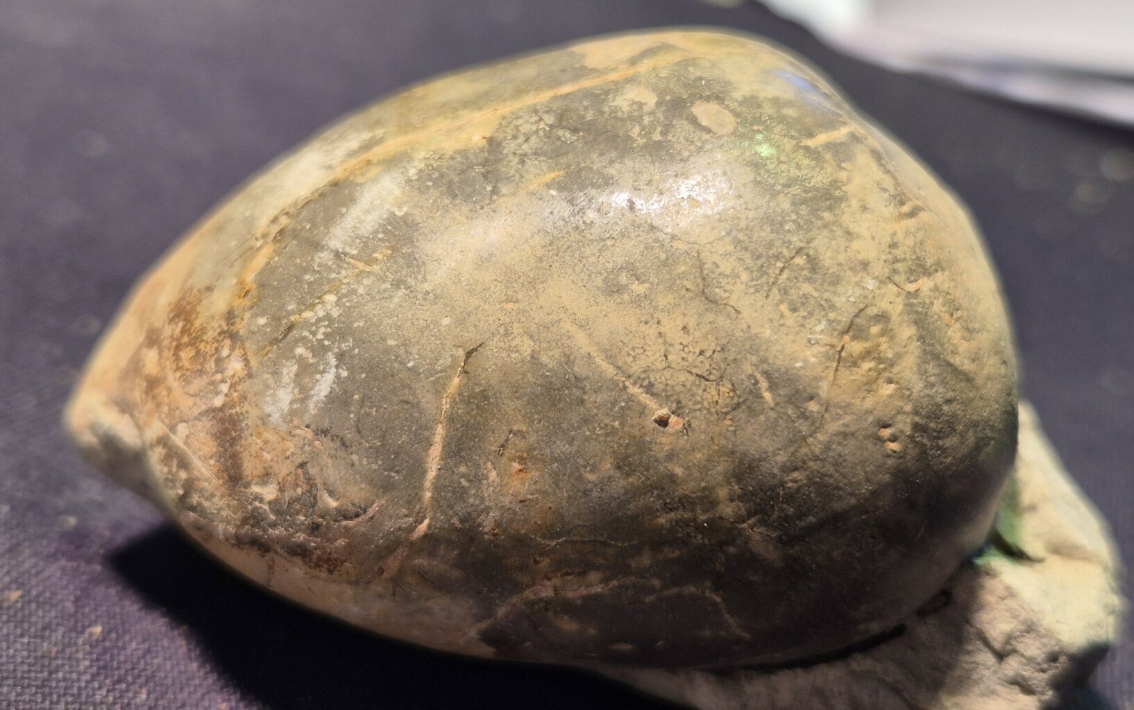 Porcelaine Cypraeiodea – Image 4