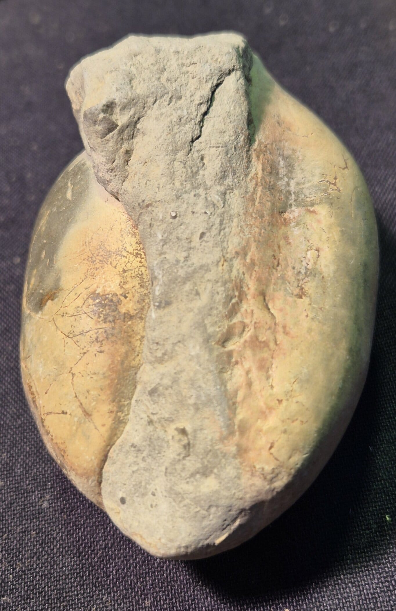 Porcelaine Cypraeiodea