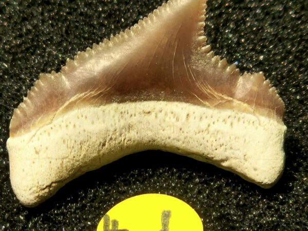 Carcharocles chubutensis