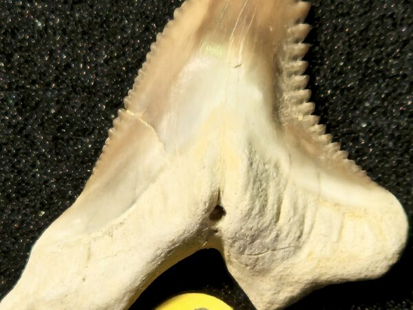 Hemipristis Miocène Arequipa